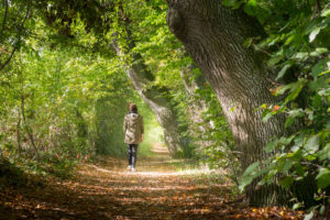 Une promenade en forêt pour découvrir les bienfaits du shinrin-yoku