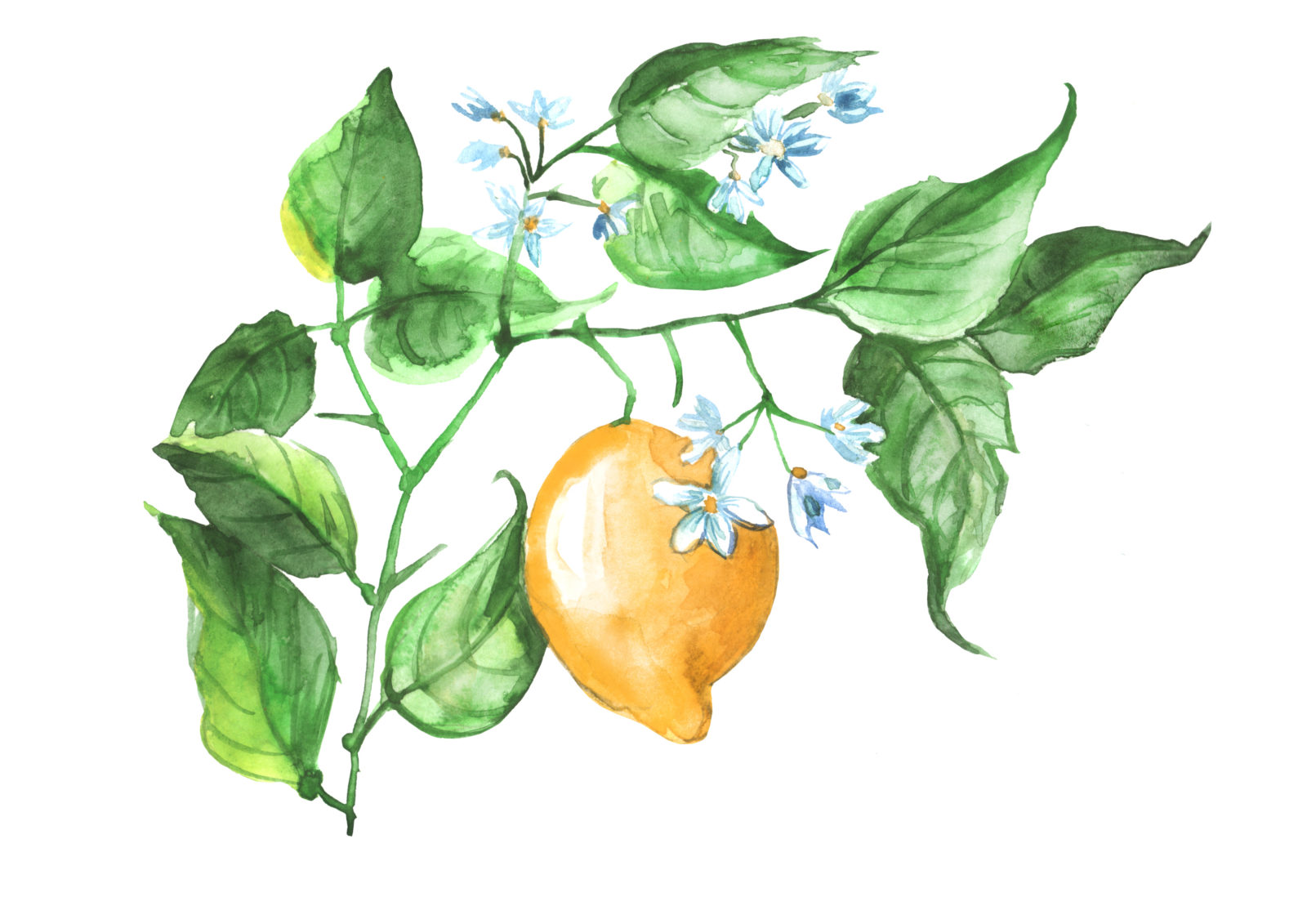 le citron, ses bienfaits et ses valeurs nutritionnelles