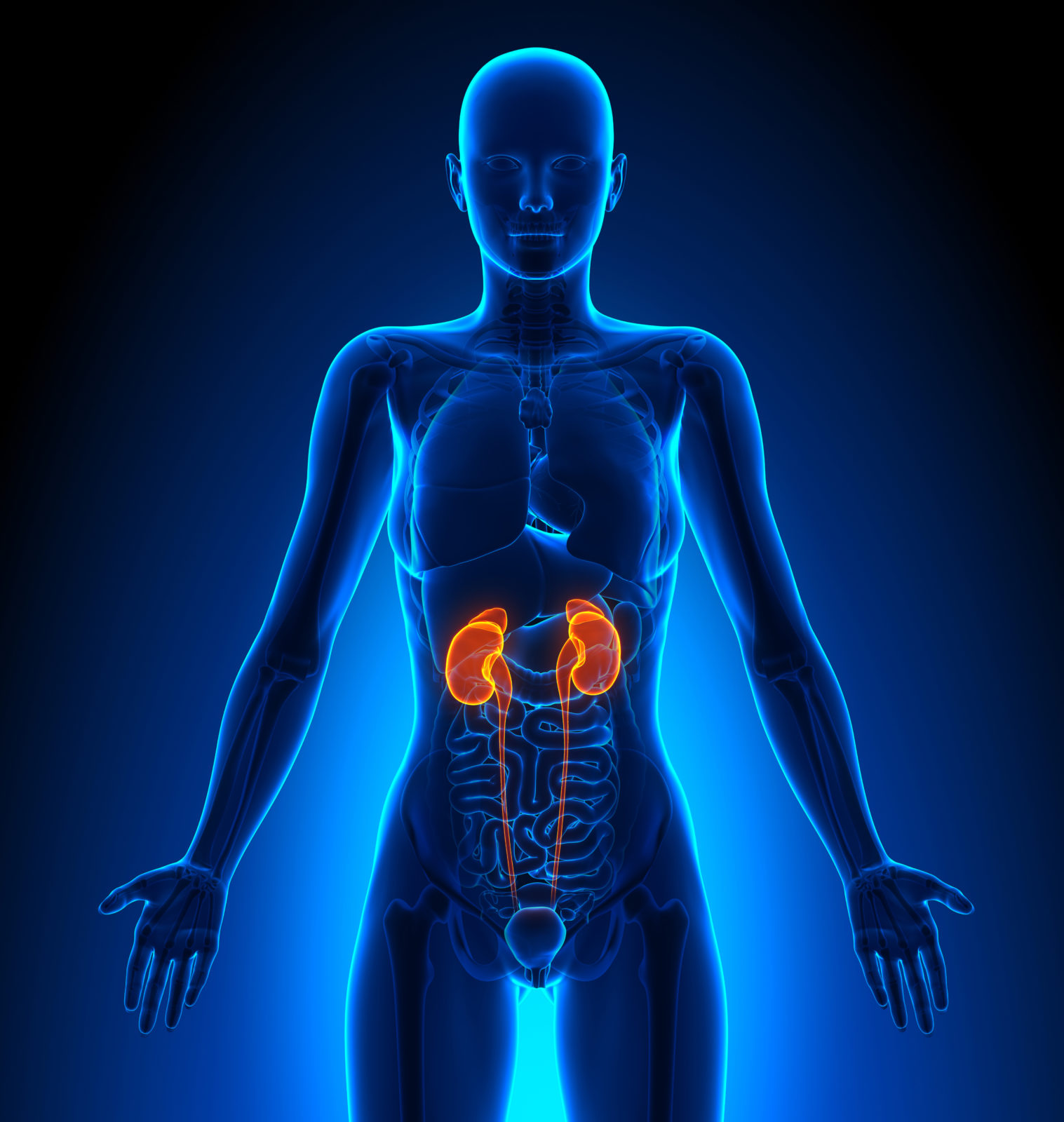 Kidneys - Female Organs - Human Anatomy • Le Quotidien du Patient