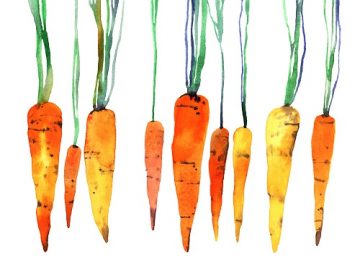 Bienfaits et valeurs nutritionnelles de la carotte