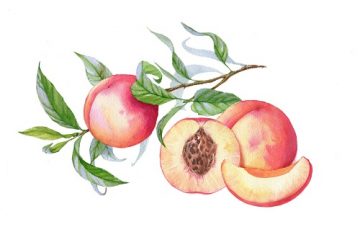 Bienfaits et valeurs nutritionnelles de la pêche, du brugnon et de la nectarine