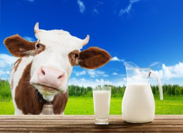 Le lait de vache mérite-t-il qu'on en fasse tout un fromage ?