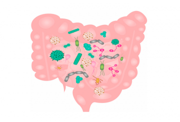 Tout savoir sur la pullulation bactérienne de l’intestin grêle (SIBO ...